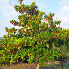 10 Terminalia Catappa Tropical Almond Bengal Almond Indian Almond Sea Almond Seeds