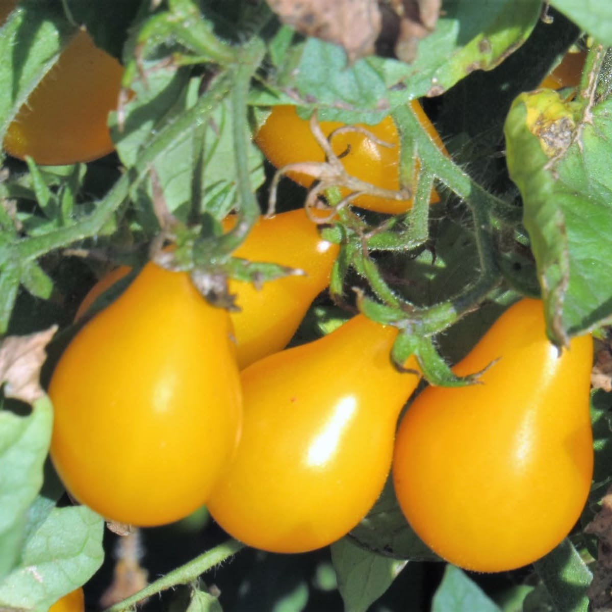 100 Yellow Pear Tomato Vegetable Heirloom Seeds