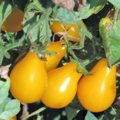 100 Yellow Pear Tomato Vegetable Heirloom Seeds