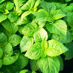 200 Shrubby Basil Tree Basil Clove Basil Seeds