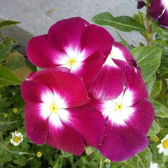 Close-up of vibrant purple and white flowers with green leaves and small white flowers in the background.