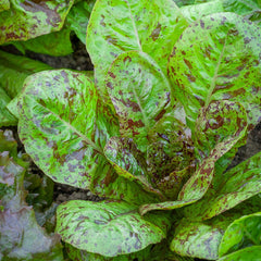 200 Freckles Lettuce Salad Seeds