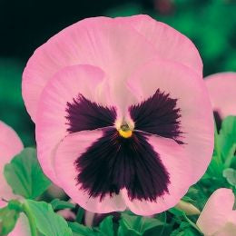 100 Pink Rose Pansy Flower Seeds