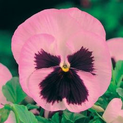 100 Pink Rose Pansy Flower Seeds