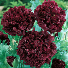 1000 Black Dragon Poppy Flower Seeds