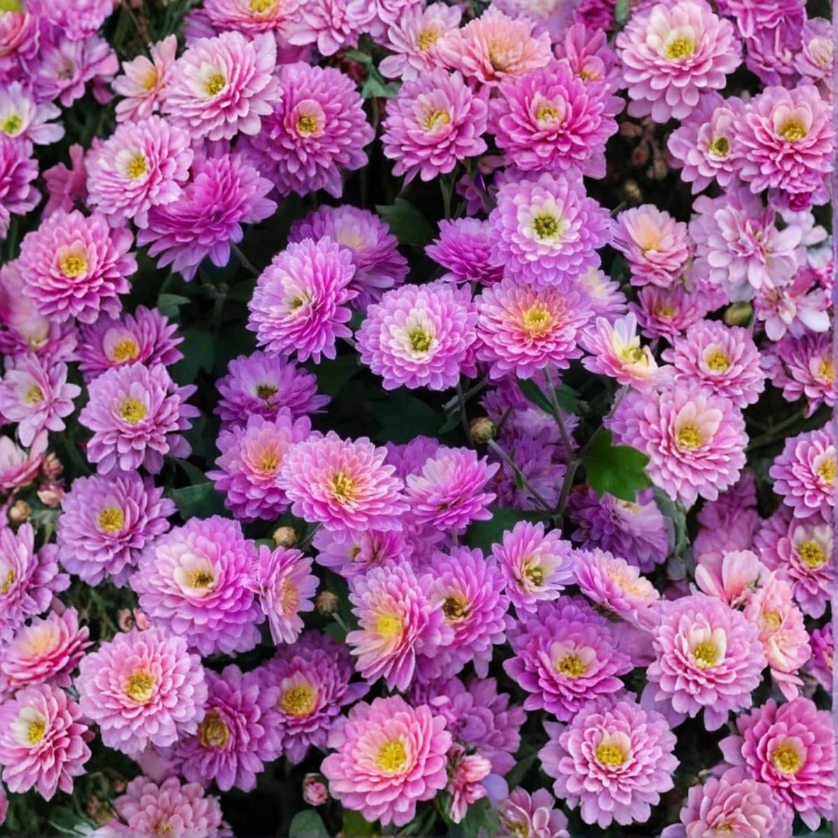 200 Orchid Delight Mum Chrysanthemum Flowers Seeds