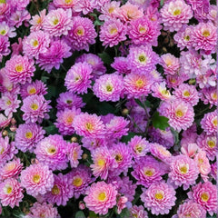200 Orchid Delight Mum Chrysanthemum Flowers Seeds