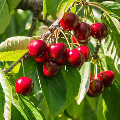 30 Stella Cherry Bonsai Tree Seeds