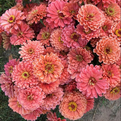Close-up of pink and orange flowers with green grass in the background