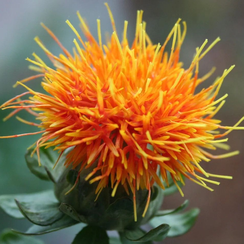 35 Safflower False Saffron Saffron Thistle Seeds