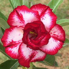 15 Thai Red Baros Adenium Obesum Desert Rose Seeds