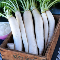 200 Japanese Minowase Daikon Radish Vegetable Heirloom Seeds