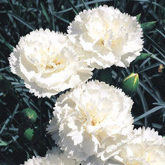 350 White Carnation Flower Dianthus Caryophyllus Seeds