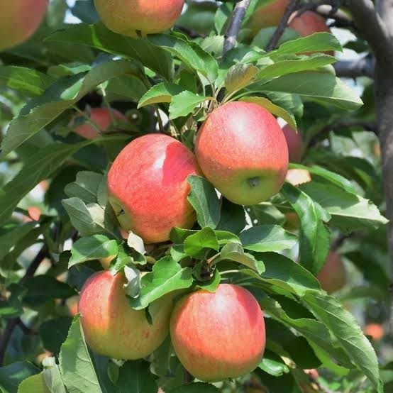30 Gala Apple Fruit Seeds