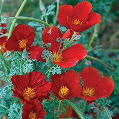 2000 Red Chief California Poppy Flower Seeds
