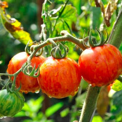 50 Tigerella Tomato Vegetable Lycopersicon esculentum Mill Seeds