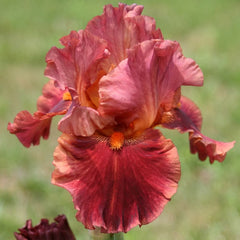 100 Drinks at Sunset Iris Seeds