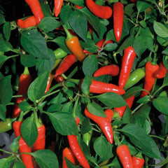 200 Thai Tabasco Chilli Pepper Vegetable NON-GMO Seeds