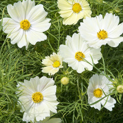 500 Kiiro Cosmos Flower Seeds