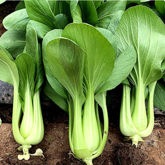 1000 Hualu Green Pak Choi Bok Choy Seeds Flowering Cabbage