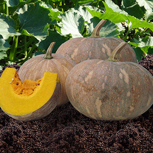 Butternut squash with a slice cut open, surrounded by green leaves on a garden bed.
