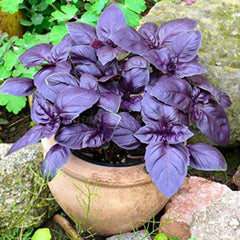 100 Purple Lettuce Organic Green Vegetable Heirloom Seeds (Vegetable Potted Plants)