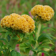 200 Yellow Celosia Cristata Cockscomb Flowers Seeds