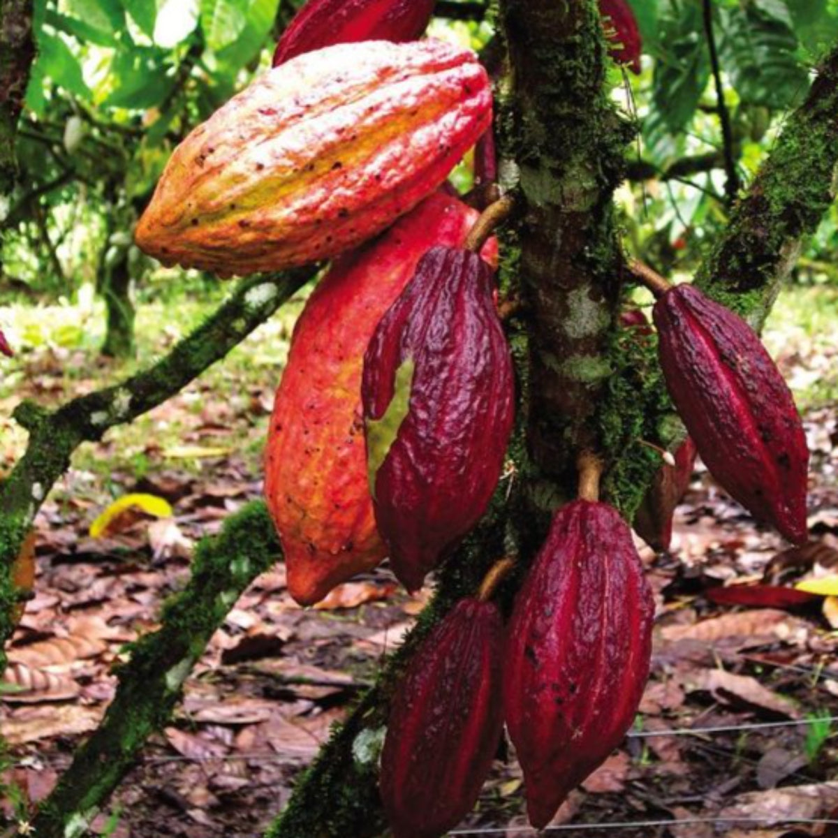 15 Cocoa Seeds Cacao Seeds Theobroma Chocolate seeds