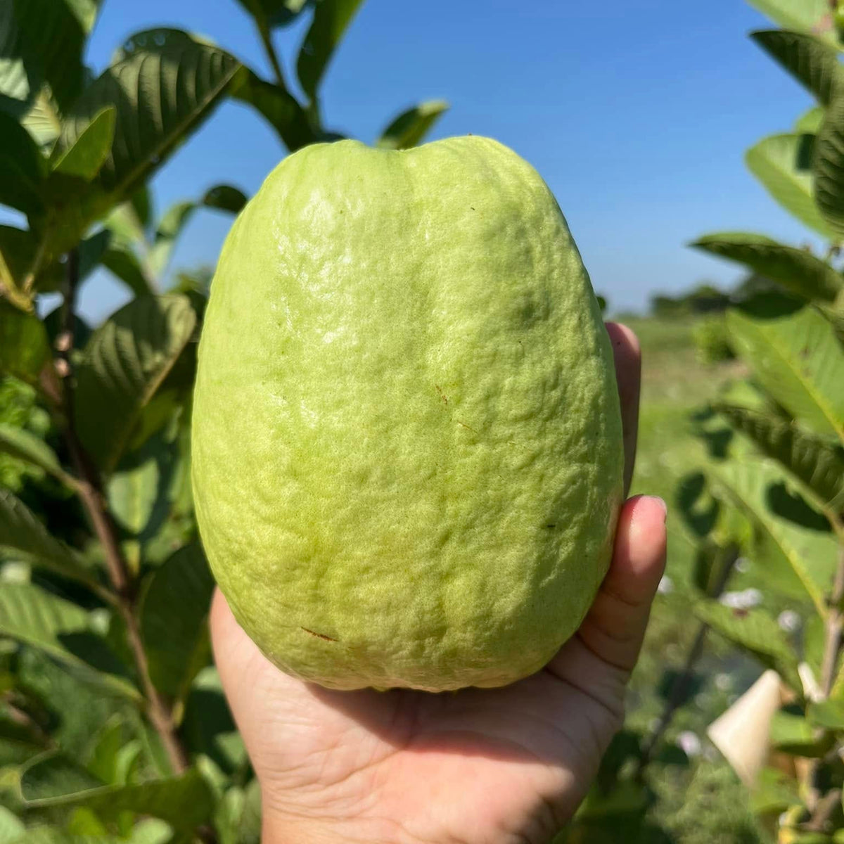 Hand holding a green guava with a tree and blue sky in the background
