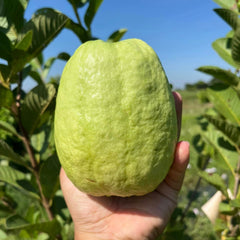 Hand holding a green guava with a tree and blue sky in the background