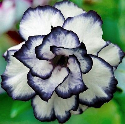 15 Thai Rosa Blue Adenium Obesum Desert Rose Seeds