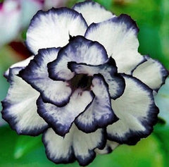 15 Thai Rosa Blue Adenium Obesum Desert Rose Seeds