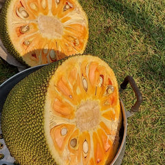 20 Champa Krob Jackfruit Rare Sweetest Jack Fruit Seeds