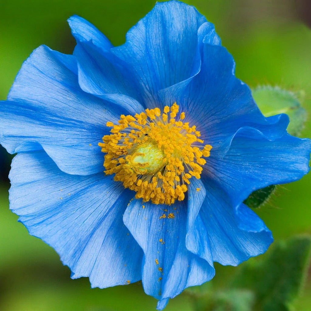 2000 Blue Himalayan Poppy Flower Seeds