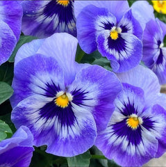 100 Blue Wittrockiana Pansy Flower Seeds