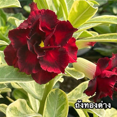 15 Thai Variegated Adenium Obesum Red Flower Desert Rose Seeds