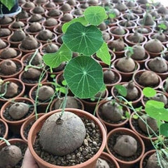 1 Bulb Stephania Erecta Craib Bundle Thailand Plant Small Size same as Picture