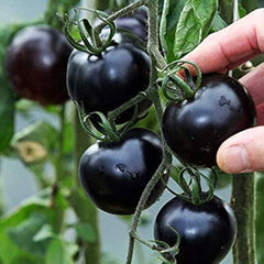 100 Black Tomato Plant Seeds Thai Vegetable Lycopersicon esculentum Mill
