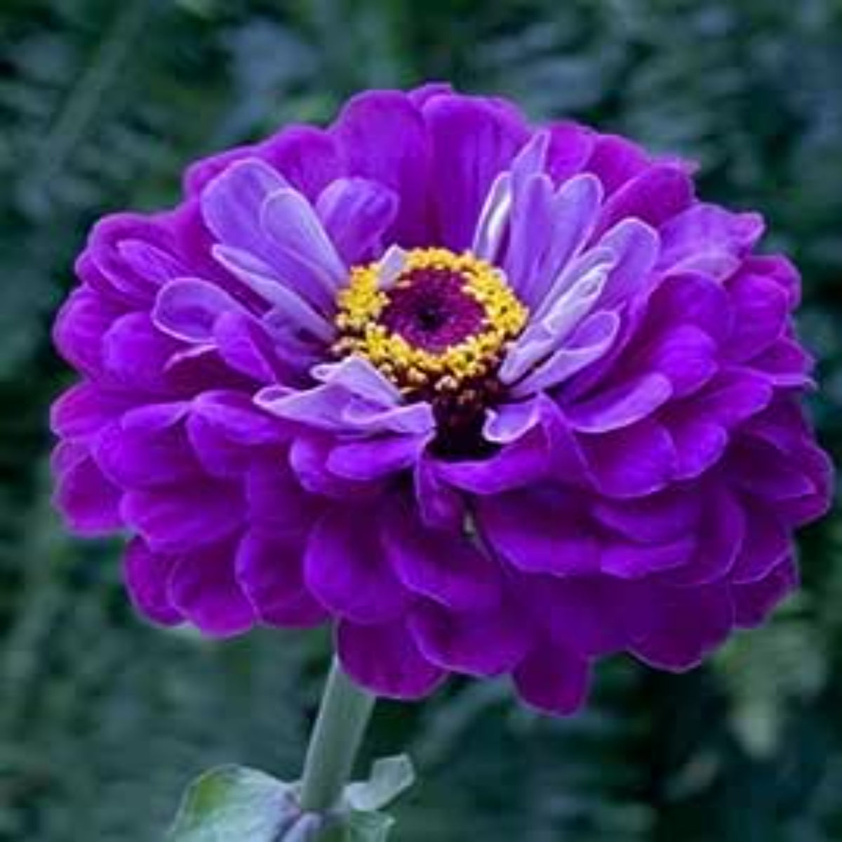 100 Purple Zinnia Flower Seeds (Flower Plants)