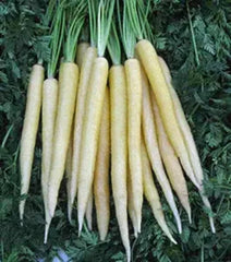 100 Luna White Carrot Organic Heirloom Seeds (Vegetable) Non Gmo