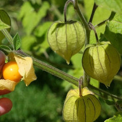 100 Yellow Cape Gooseberry Seeds