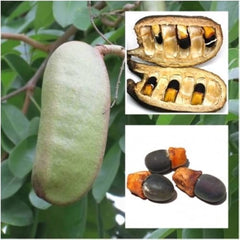 20 Seeds Afzelia xylocarpa Plant Black rosewood Pod mahogany