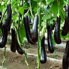 300 Thai Black Long Eggplant Non GMOs Vegetable Seeds
