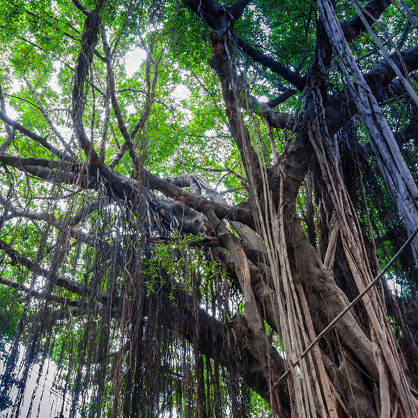 30 Weeping Fig Ficus Benjamina L Seeds