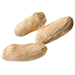 8 Thai Okrong Mango Tropical Fruit Mangifera Indica L. Seeds