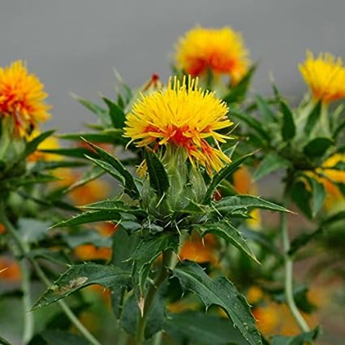 100 Safflower oil (Carthamus tinctorius L.) False Saffron, Saffron Thistle Seeds