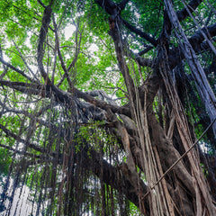 30 Weeping Fig Ficus Benjamina L Seeds