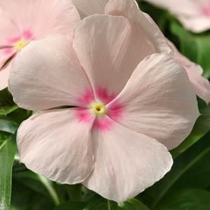 100 Peach Vinca Flower Seeds Madagascar Periwinkle