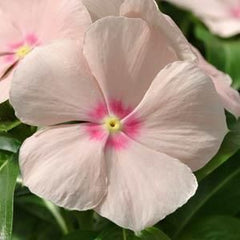 100 Peach Vinca Flower Seeds Madagascar Periwinkle