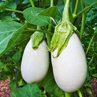 Two white eggplants growing on a plant with green leaves.